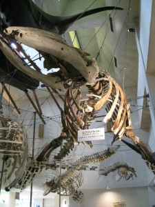 コククジラの骨格標本