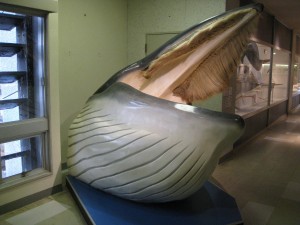 鯨のヒゲ