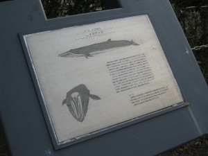 鯨の銘板