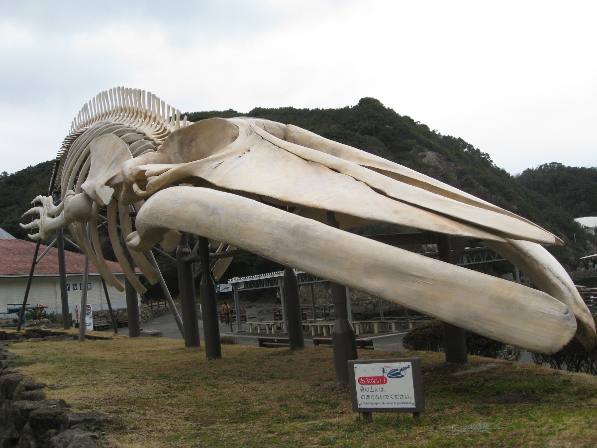 シロナガスクジラの骨格模型